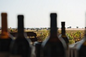 Weinflaschen, Rebberge und Zypressenreihen, Cortes de Cima (Portugal)