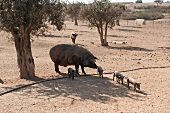 Iberische Schweine auf dem Gutshof, Kellerei Herdade dos Grous (Portugal)