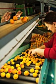 Apricots being sorted according to quality