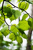 Delicate lime leaves on a tree (Tilia Cordata)