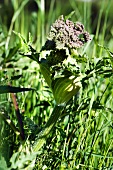 Common hogweed (Heacleum sphondylium)