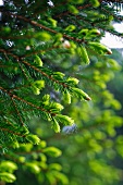 A spruce with light green shoots