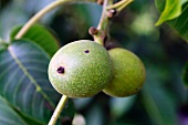 Walnuts on the tree