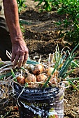 Freshly harvested onions in a bucket in a garden