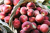 A basket of freshly picked peaches