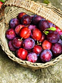 Fresh plums in a basket