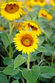 Sonnenblumen auf dem Feld