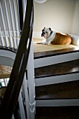 English bulldog resting at top of staircase