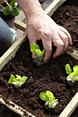 Lettuce seedlings being planted