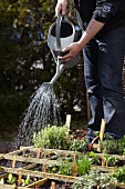 A man watering seedlings in a flower bed