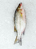 Whole Fresh Striped Sea Bass on Ice