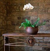 Orchidee im Topf auf antikem Metalltisch vor rustikaler Wand