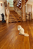 Persian cat on hickory hardwood floor near a log staircase