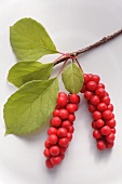 Schisandra berries on a twig