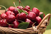 A basket of sweet cherries