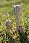 Parasol mushrooms in a field