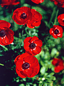 Rote Ranunkeln (Ranunculus asiaticus) in der Frühlingssonne