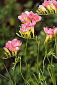 Freesien (Freesia) im Garten