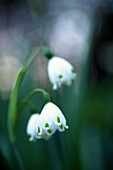 Spring snowflake (Leucojum vernum), close-up, alienation