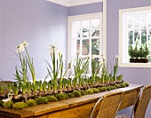 Frühlingsinszenierung mit Blumen und Moos auf rustikalem Holztisch in fliederfarben getöntem Esszimmer