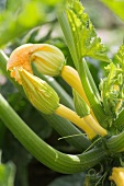 Yellow courgettes on a plant (close-up)