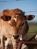 A calf stretching its head through a barbed wire fence