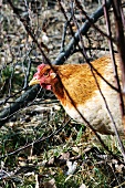 Ein freilaufendes braunes Huhn