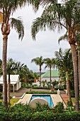 Large palm trees growing above a swimming pool