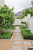 Wall surrounding geometric garden with hedges and lemon tree