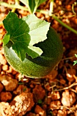 An unripe melon on the plant