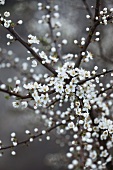 Blackthorn blossom in spring