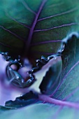 Red cabbage leaves (close-up)