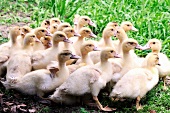 Baby ducks outside
