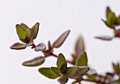 Close up of a Sprig of Thyme