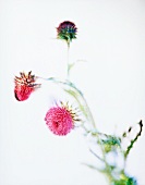 Pink thistle flowers