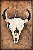 Cow Skull