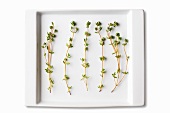 Thyme Sprigs on a White Dish