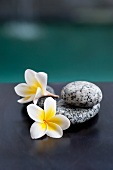 Zwei Frangipani-Blüten und graue Steine