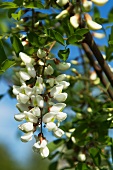 Akazienblüten am Baum (Close Up)