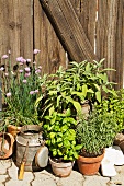 Various herbs in pots in front of a fence
