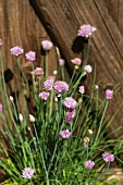 Flowering chives in front of a fence