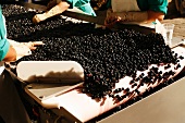 Grapes on a Conveyer Belt at Marques de Riscal Winery in Rioja, Spain