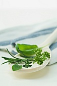 Fresh herbs on a wooden spoon