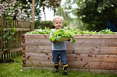Kleiner Junge mit Salat vor dem Hochbeet