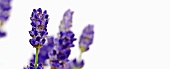 Lavender flowers (close-up)