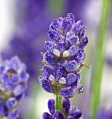 Dew drops on lavender flowers
