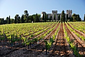 A freshly worked, stony vineyard below the Château des Fines Roches, Winery and Hotel in Chateauneuf-du-Pape