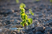 A new planted vines, a little plant with delicate leaves in stony ground