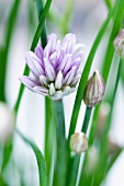 Chive flowers (close-up)