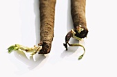 Two black salsify roots